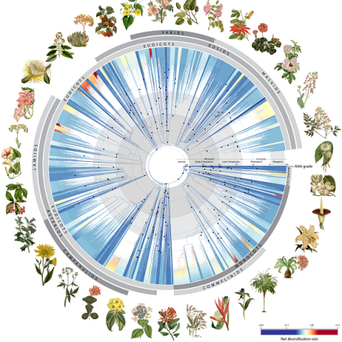 Tree of life graphic