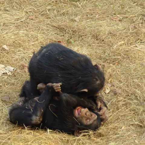 Great apes