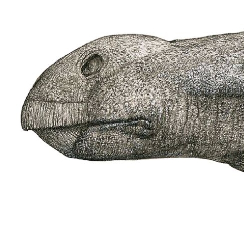 Brighstoneus simmondsi reconstruction