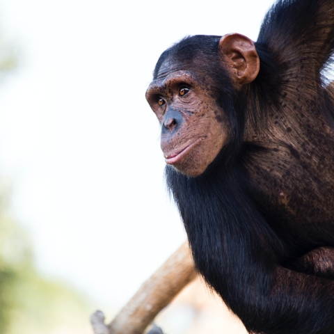 Unsplash image for the Centre for Comparative and Evolutionary Psychology