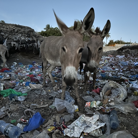 donkeys and plastic