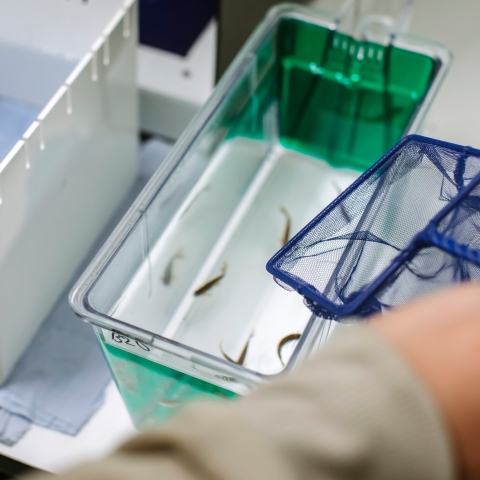 Ringfenced for Alex Ford's research project on pollution and shrimp sperm count