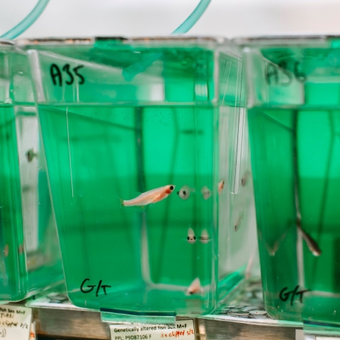 Zebrafish in tanks