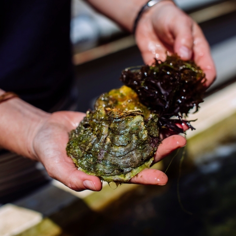 Biologist holding shellfish