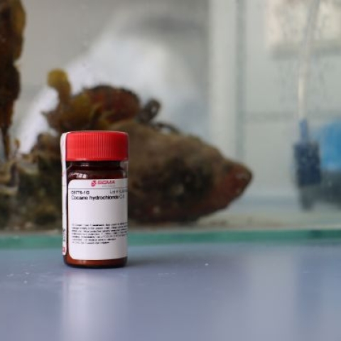 Cocaine hydrochloride, University of Portsmouth’s Institute for Marine Sciences