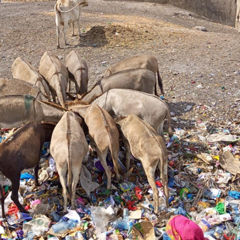 Donkeys eating plastic