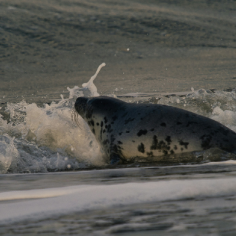 Seal