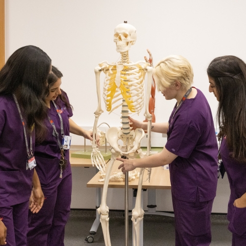 Medical Degree students using a model skeleton