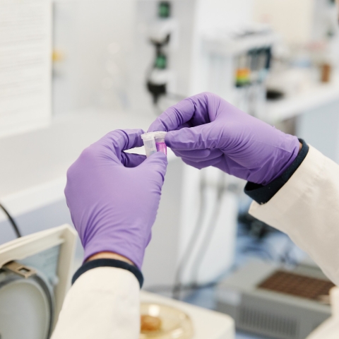 A pair of gloved hands holding a scientific sample.