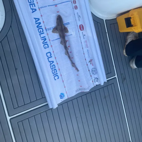 Smoothhound being measured by the CAST team