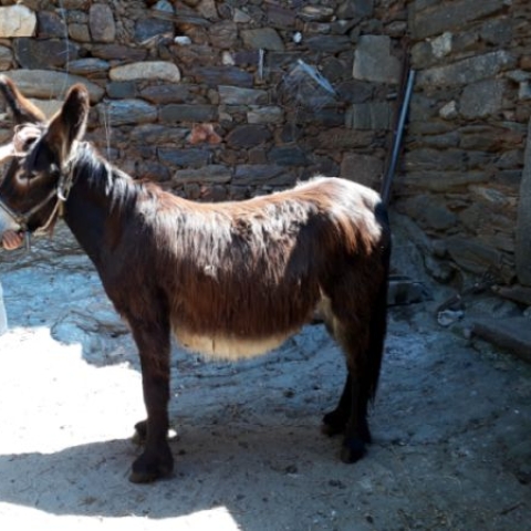 Owner stands alongside her working donkey in Portugal 