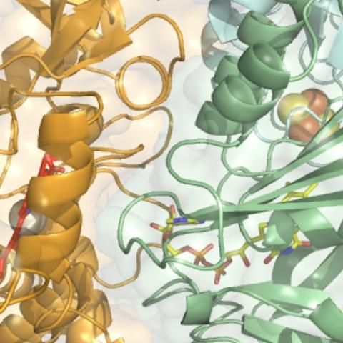 Enzyme structure, courtesy of Centre for Enzyme Innovation, Portsmouth