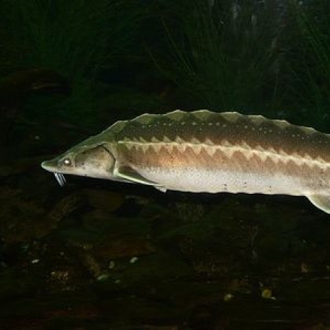 European sturgeon