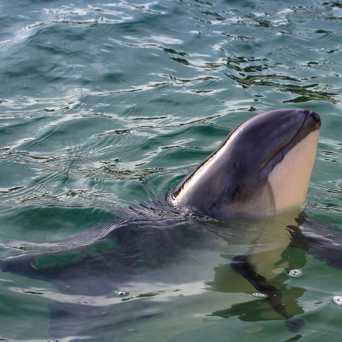 porpoise
