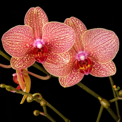 orchid