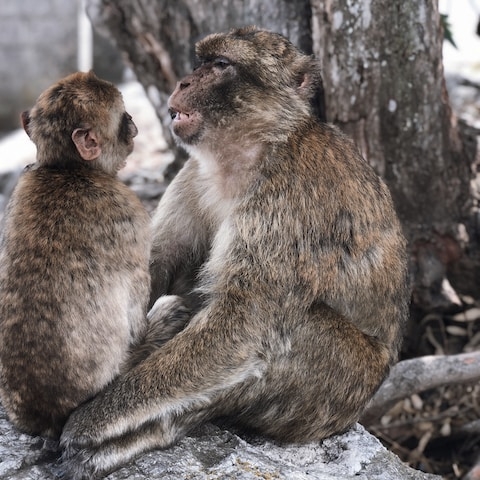 macaques looking at each other
