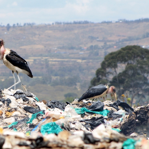 plastic dumps
