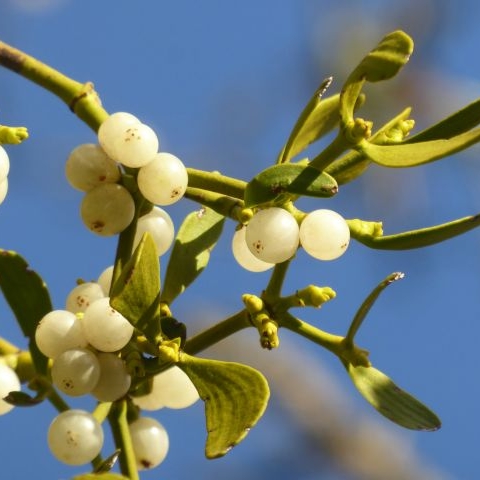 mistletoe