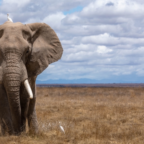 Elephants stock image