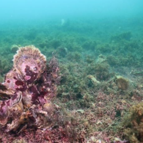 Illustration of what the undulating seabed 