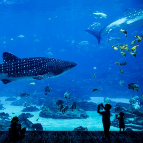 People watching wale sharks in the aquarium