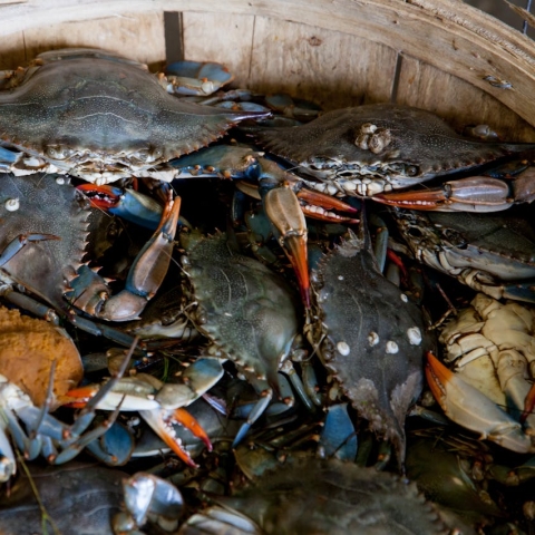 A bucket of grey crabs