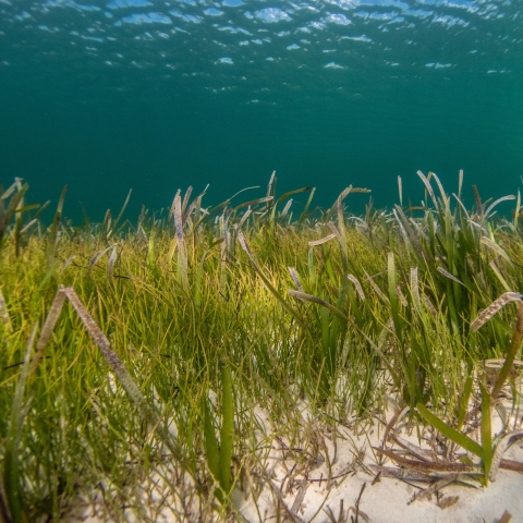 seagrass