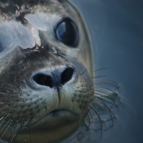 Close up image of a seal in the ocean