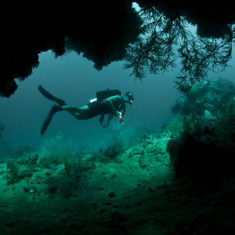 Person swimming in a wetsuit with an air tank