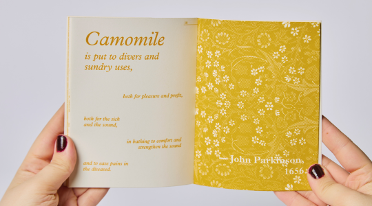 book being held open by 2 hands about cammomile - the book is mainly yellow - designed by alexandra izzard