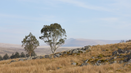 a scenic grassy area with browning grass and trees