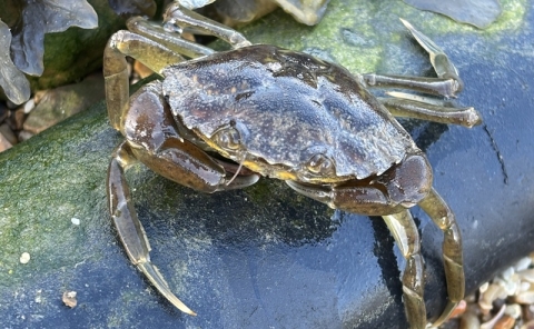 Female crab on Submarine Power Cable