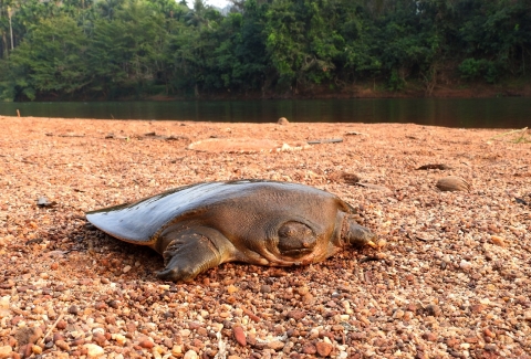 Cantor's giant softshell turtle