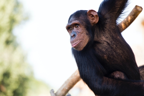 Unsplash image for the Centre for Comparative and Evolutionary Psychology