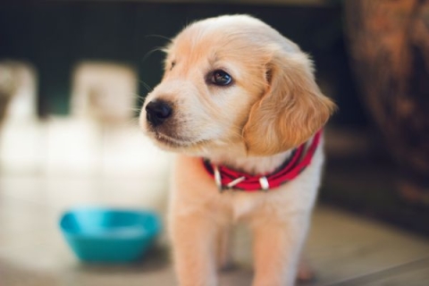 A puppy with a red collar