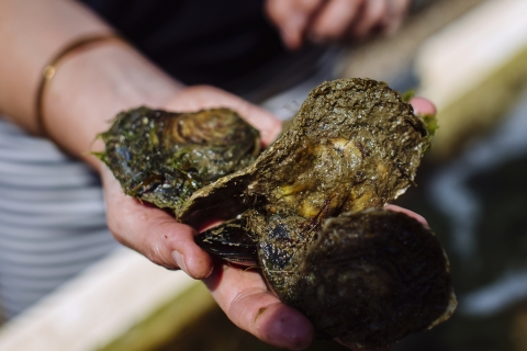Picture of 3 oysters being held.