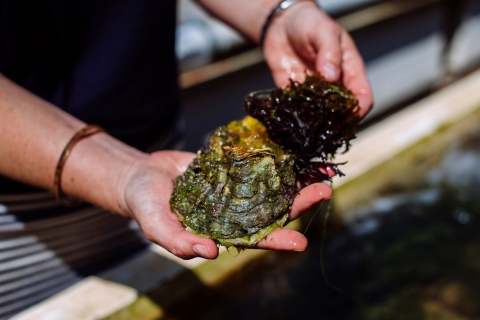 Biologist holding shellfish