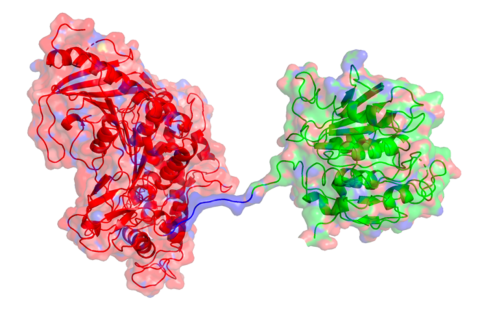 A representation of the PETase enzyme