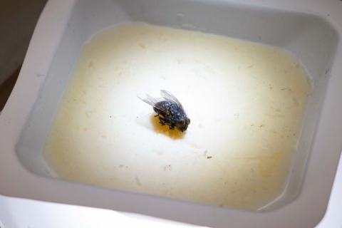 A blowfly