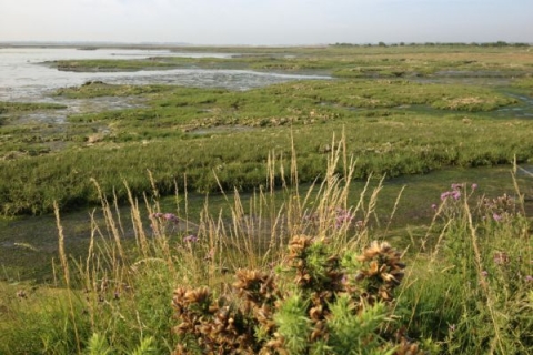 A salt marsh
