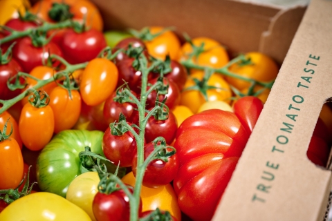 tomatoes