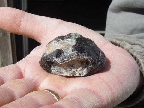 A man's hand holding a small turtle fossil, which looks like a grey and black stone