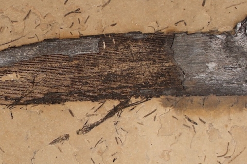 image of Fossil gum found in leaves