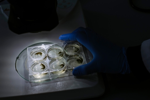 chemicals in plastic 