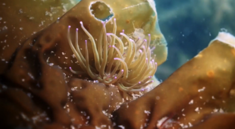 Kelp filmed under the sea 
