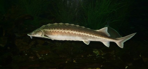 European sturgeon