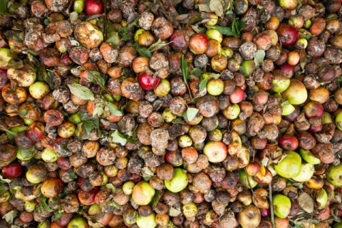 food waste