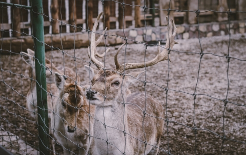Hoofed animals in Captivity - Photo by Kristijan Arsov on Unsplash