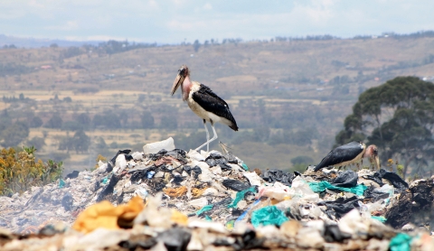 plastic dumps
