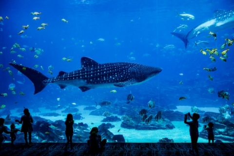 People watching wale sharks in the aquarium